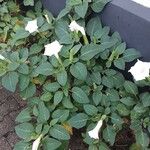 Datura innoxia Yeri