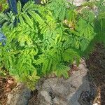 Caesalpinia pulcherrima Leaf