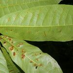 Naucleopsis naga List