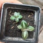Episcia lilacina Hoja