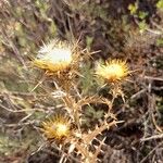 Carlina hispanica Flower