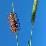 Alopecurus pratensis Flower