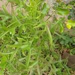 Lactuca canadensis পাতা