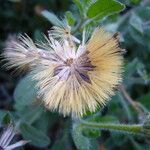 Heterotheca sessiliflora Fruit