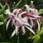 Crinum asiaticum Flower