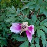 Paeonia × suffruticosa Λουλούδι