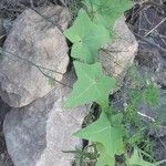 Bryonia verrucosa Hoja