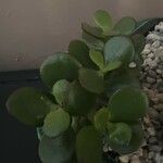 Crassula multicavaList