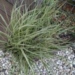 Carex morrowii आदत