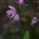 Pogonia ophioglossoides Flower