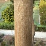Vitex negundo Kéreg/szár