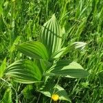 Veratrum lobelianum पत्ता