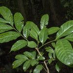 Trichilia surinamensis Leaf