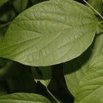 Celtis caudata Blad