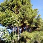 Pinus canariensis आदत