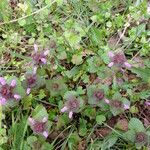 Lamium purpureum Habitus