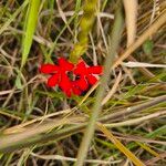 Striga asiatica Flower