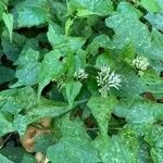 Mikania scandens Leaf