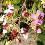 Rubus ulmifolius Fleur