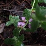 Teucrium scordium Fula