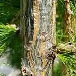 Larix sibirica 樹皮