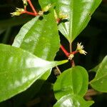 Miconia lateriflora Feuille