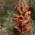 Orobanche gracilis Otro