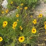 Coreopsis leavenworthii Flor