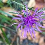 Centaurea stoebeЦвят