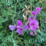 Lathyrus latifoliusЦвят