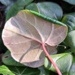 Cyclamen coum Leaf