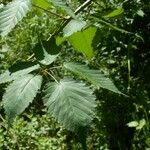 Rubus sulcatus Feuille