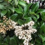 Ligustrum japonicumBlüte