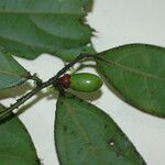 Endlicheria paniculata Φύλλο