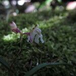 Polystachya bipoda Flower