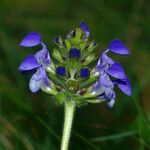 Prunella hastifolia Blüte