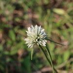 Cyperus niveus Λουλούδι
