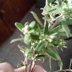 Baccharis dracunculifolia Fulla