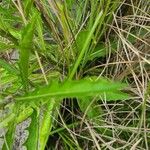 Hippobroma longiflora Folha