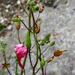 Diascia barberae Fruitua