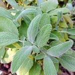Salvia interrupta Hoja