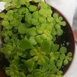 Sedum makinoi Folha