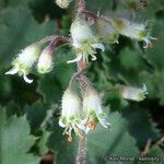 Heuchera rubescens Flower