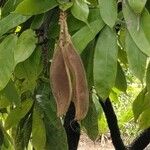 Brownea grandiceps Fruit