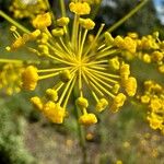 Thapsia foetida Fiore