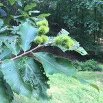 Castanea pumila 葉