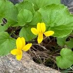 Viola biflora പുഷ്പം