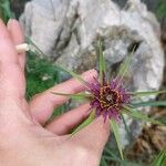 Tragopogon porrifolius പുഷ്പം