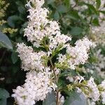 Ligustrum ovalifoliumCvet