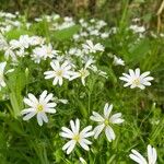 Stellaria palustrisFlower